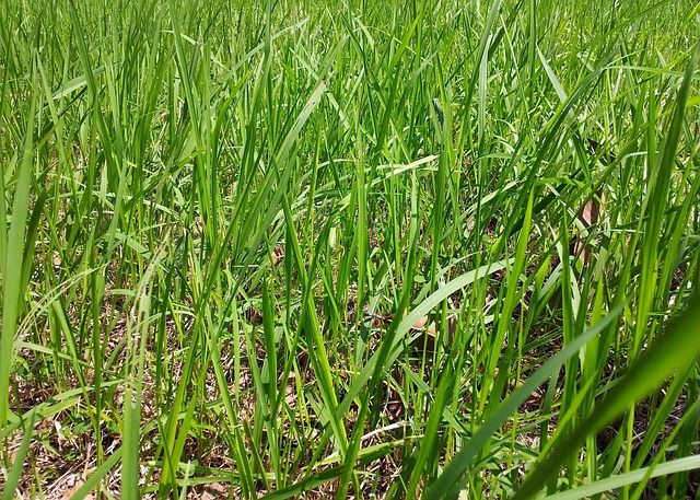 weed abatement San Luis Obispo