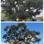 Templeton tree service