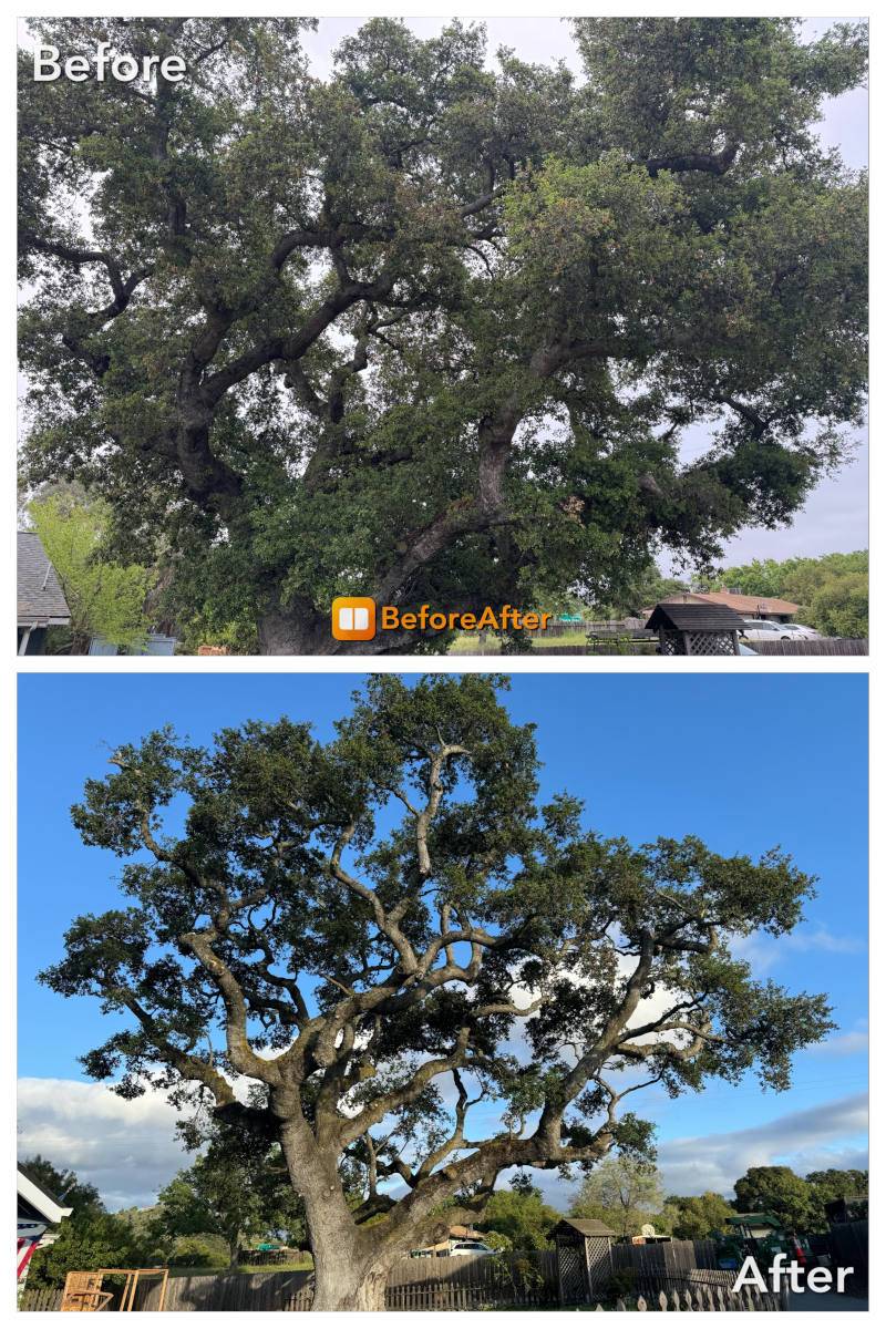 Templeton tree service